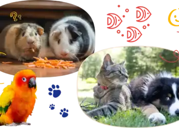 54 Pet Trivia Questions To Prove You’re an Animal Lover